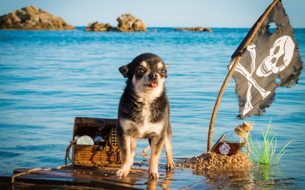 Собака на плоту