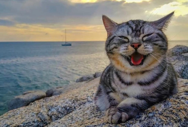 Кот на пляже