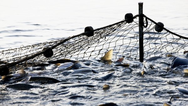 Сеть для ловли рыбы