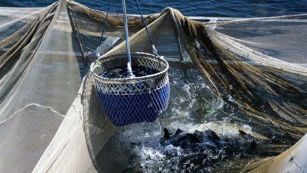 Рыбалка неводом