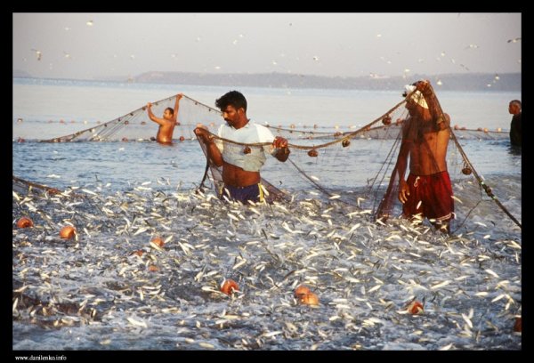 Невод рыболовный