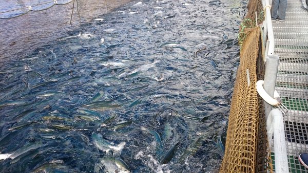 Пушкин Золотая рыбка невод