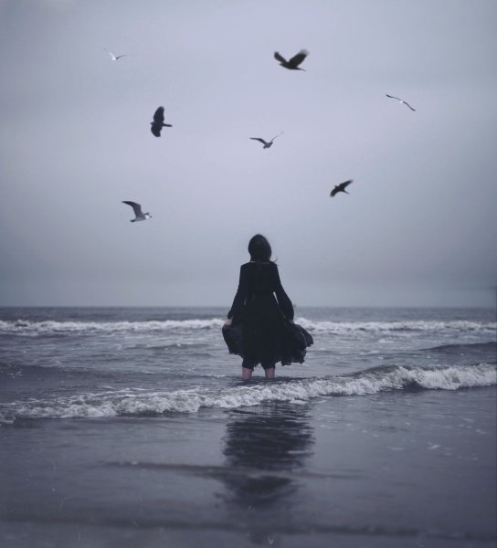 Море птицы девушка