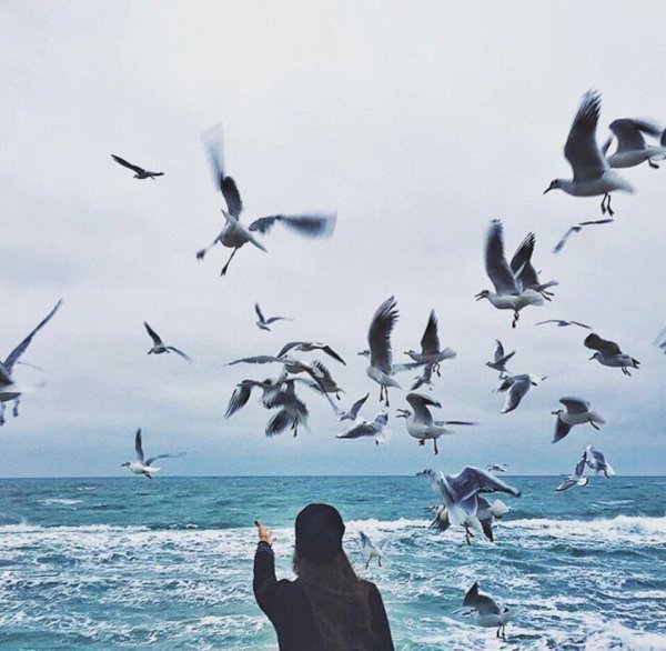 Море птицы девушка