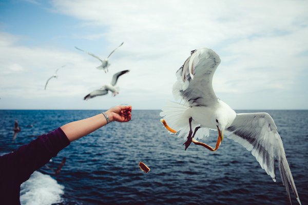 Море птицы девушка