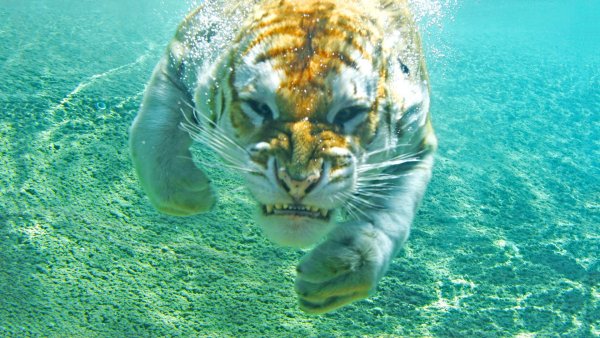 Морской котик в воде