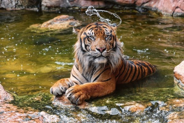 Суматранский тигр у воды