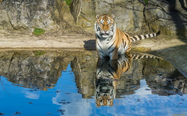 Отражение животных в воде
