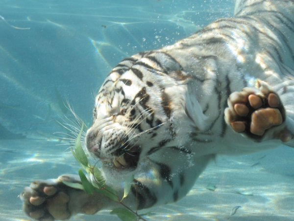 Красивые животные и вода