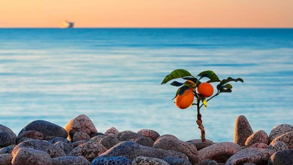 Коктейль на пляже