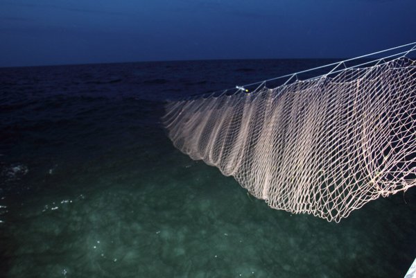 Морская сеть