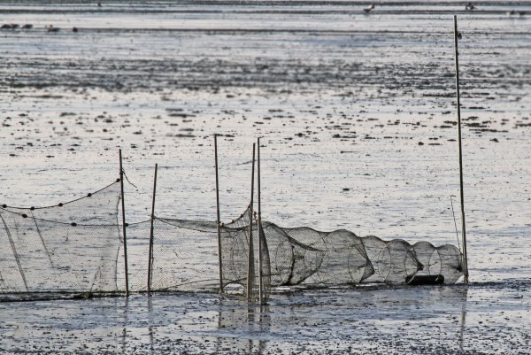Рыбацкая сеть