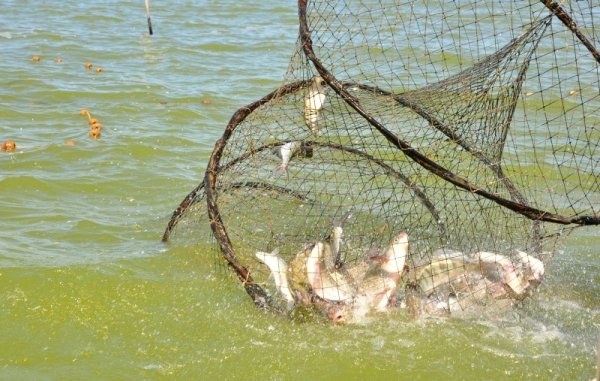 Раз он в море закинул невод пришел невод с одною