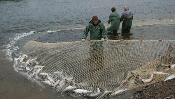 Сетка для ловли