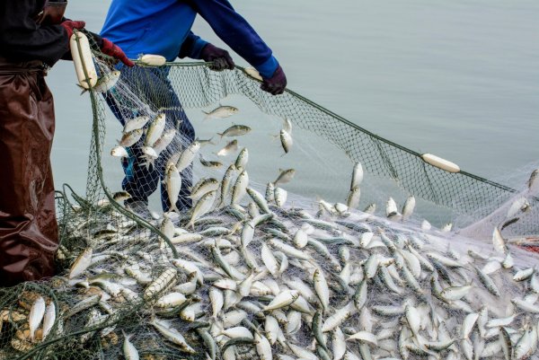 Рыболовная сеть на прозрачном фоне