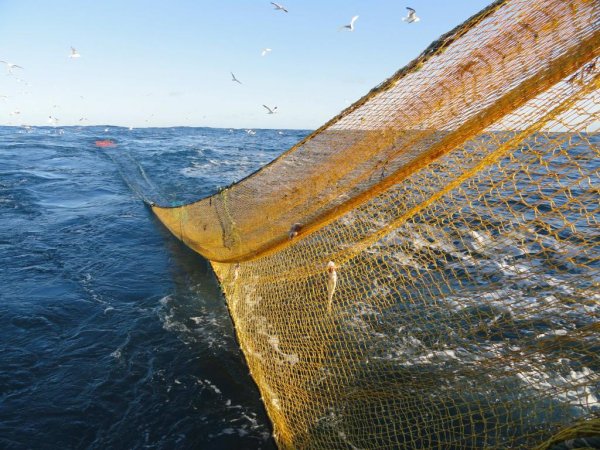 Золотая рыбка карикатура