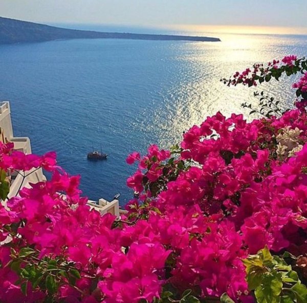 Греция бугенвиллия море