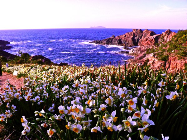 Океан цветов