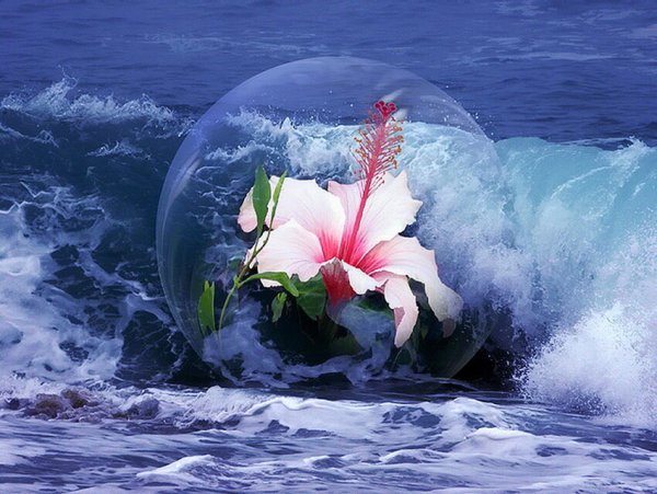 Цветы море солнце