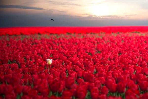 Шикарный букет у моря