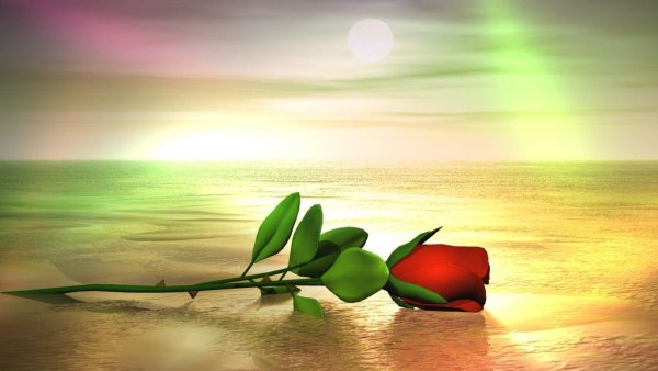 Вечернее море и цветы