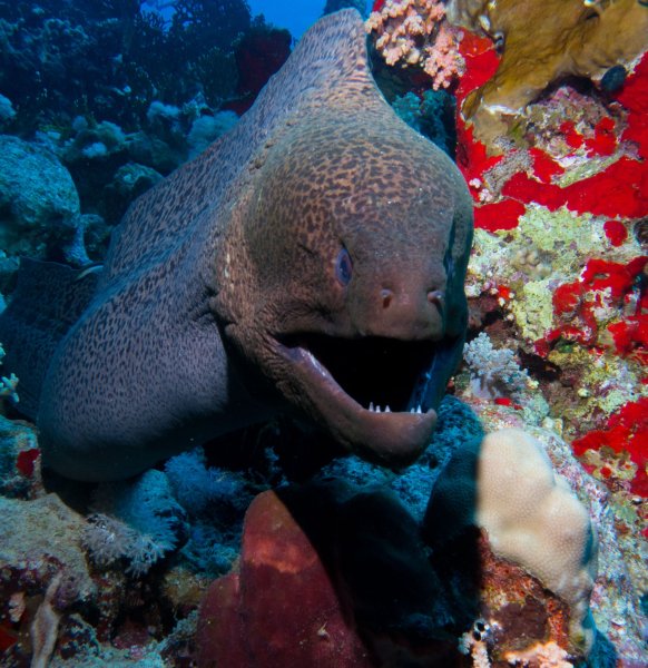 Красное море обитатели моря