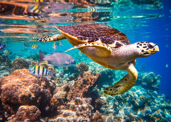 Большой Барьерный риф черепахи