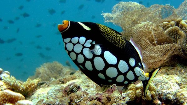 Спинорог Пикассо