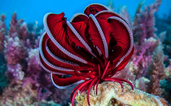 Большой Барьерный риф обитатели