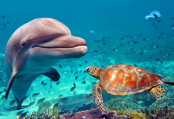 Морские звезды красного моря