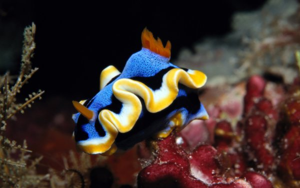 Морская звезда коралл актиния это