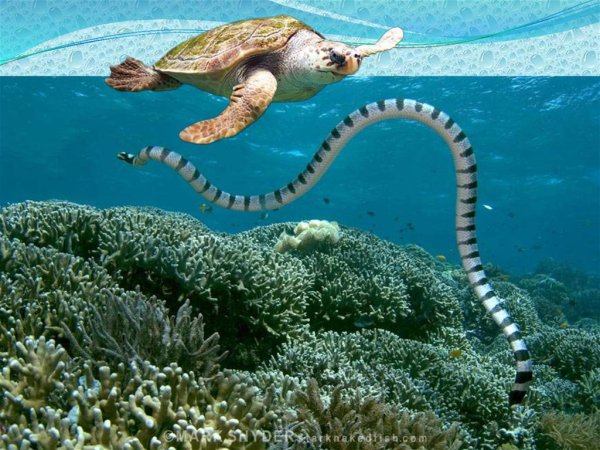 Морские обитатели