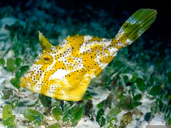 Актиния Немо