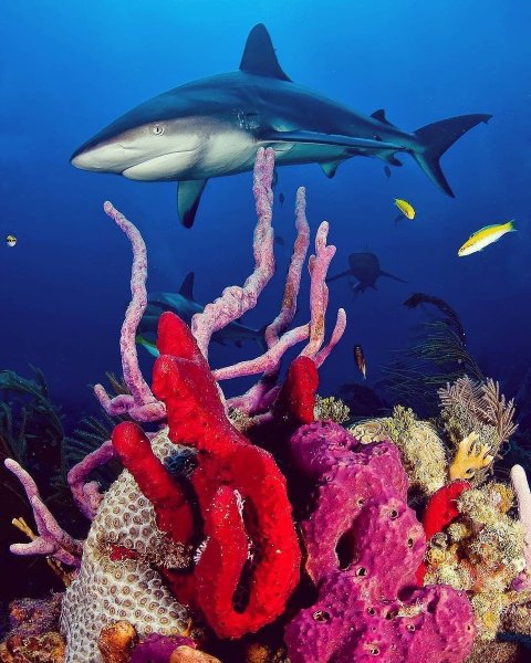 Бабочка пинцет-хелмон (носатый хелмон)