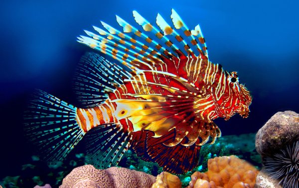 Ангел Императорский Pomacanthus Imperator