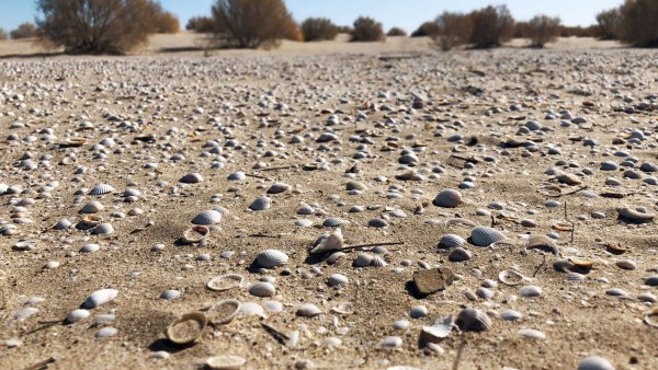 Высохшее Аральское море 2019