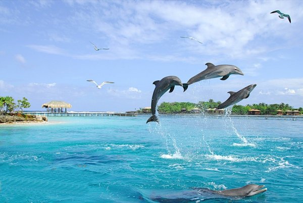 Дельфины на пляже