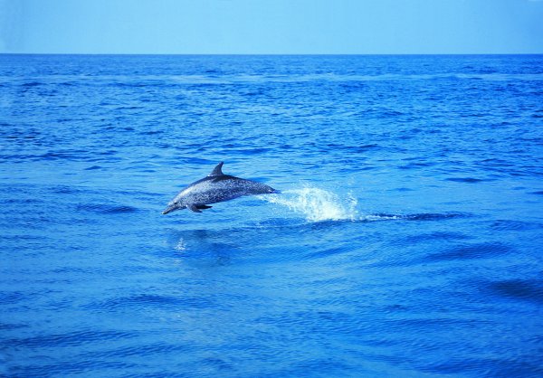 Красота моря с дельфинами