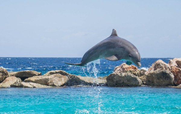 Средиземное море дельфины
