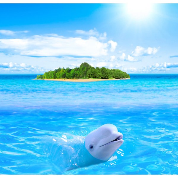 Море пляж дельфины