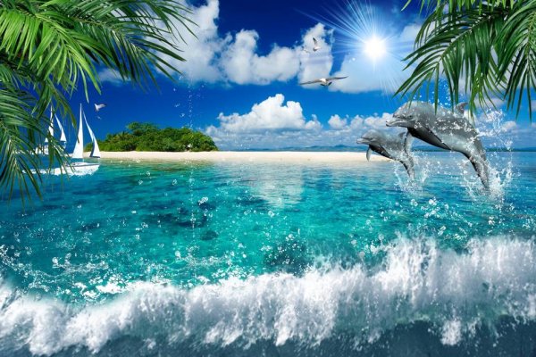 Дельфин Пальма и море
