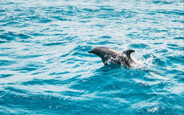 Дельфины на рассвете