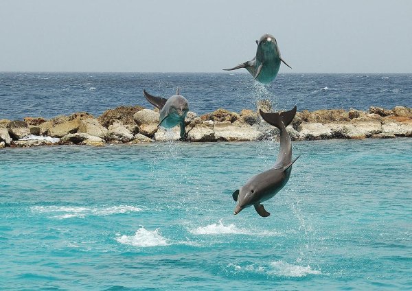 Анапа дельфины в море