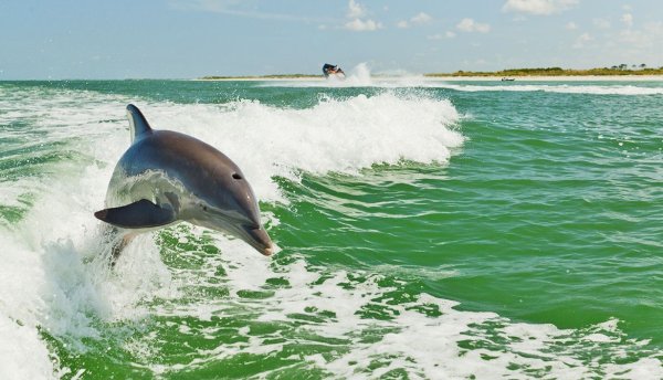Байкальский Дельфин
