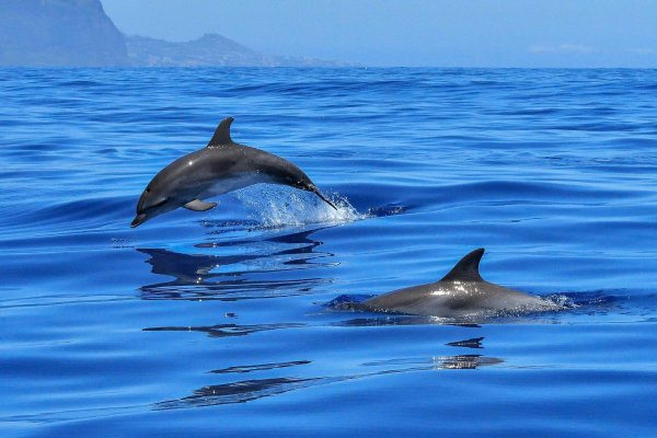 Дельфины на Мальдивах