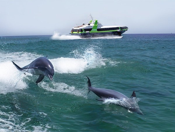 Дальневосточный морской заповедник дельфины