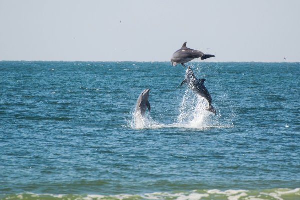 Черное море дельфины Чайки Анапа