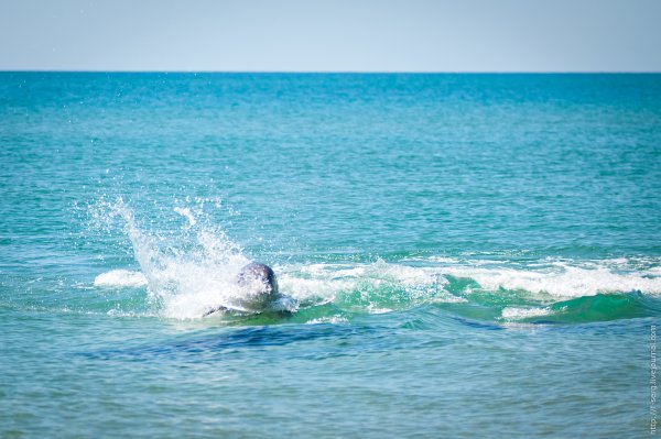 Дельфин в море