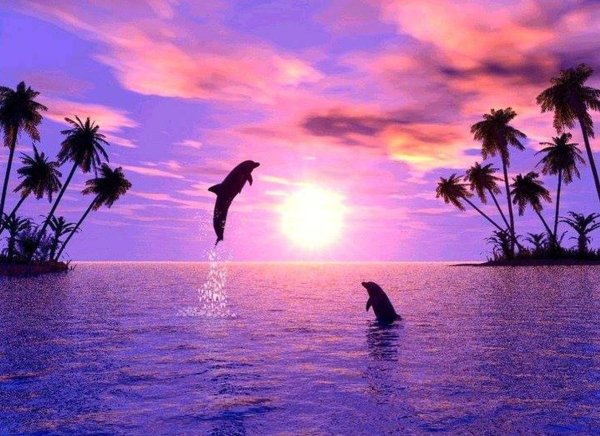 Дельфины на закате