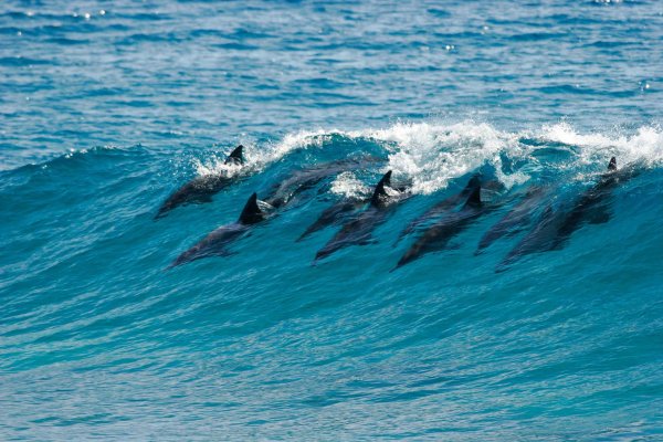 Море пляж дельфины